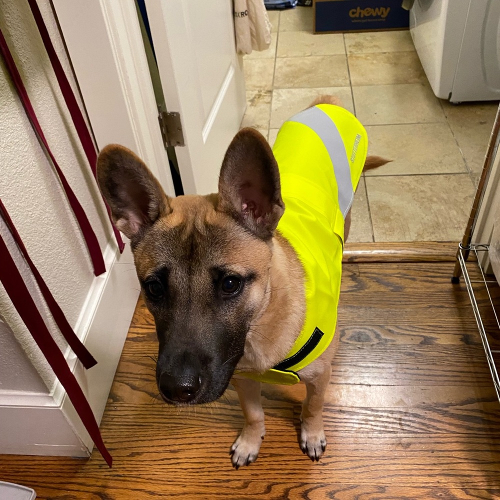 Stutterheim Dog Raincoat Neon Yellow Size M - Picture 6 of 8